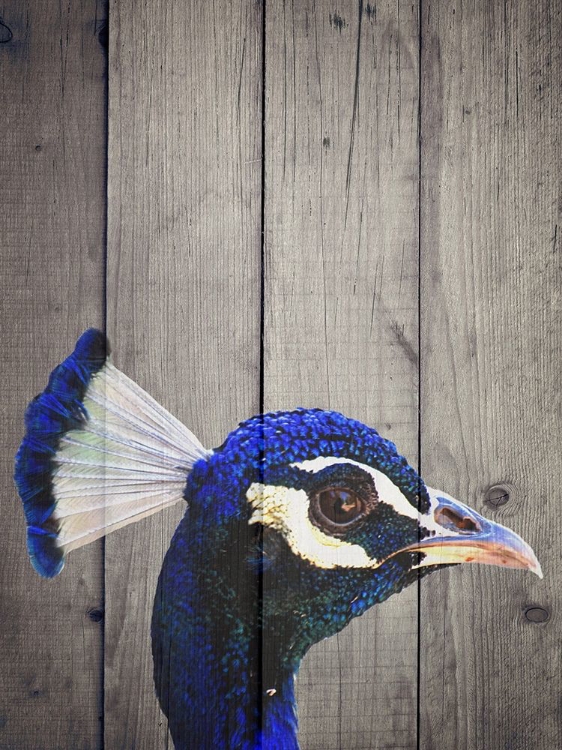 Picture of PEACOCK H