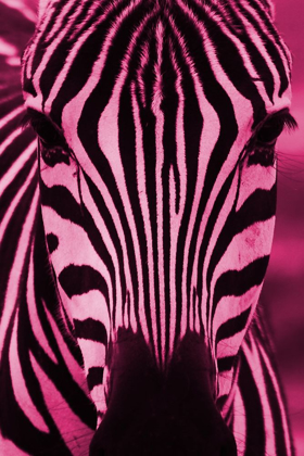 Picture of BRIGHT ZEBRA