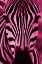 Picture of BRIGHT ZEBRA