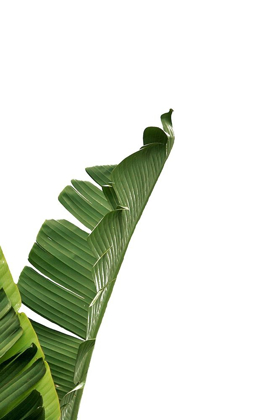 Picture of BANANA LEAVESA
