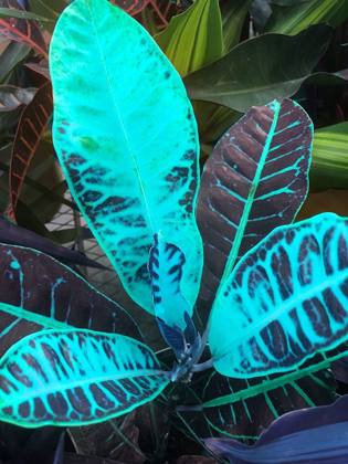 Picture of TROPICAL 1