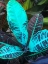 Picture of TROPICAL 1