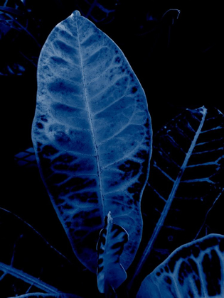Picture of TROPICAL 2