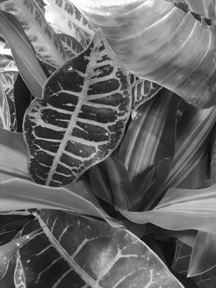 Picture of TROPICAL 3