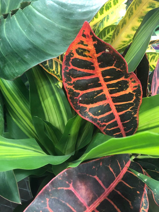 Picture of TROPICAL 4