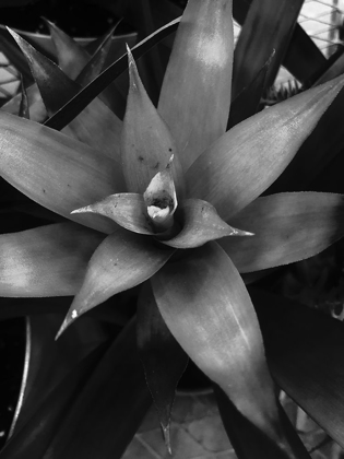 Picture of TROPICAL 7