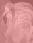 Picture of PINK FLAMINGO