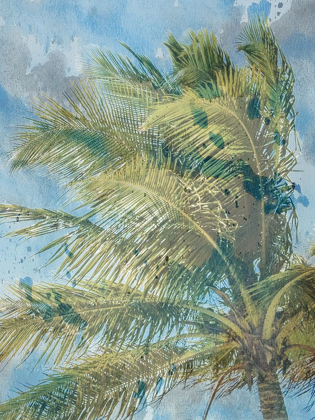 Picture of PALM  TREE