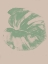Picture of MARQUIS PALM 2
