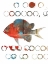 Picture of FISH ABSTRACT
