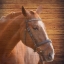 Picture of HORSE FACE