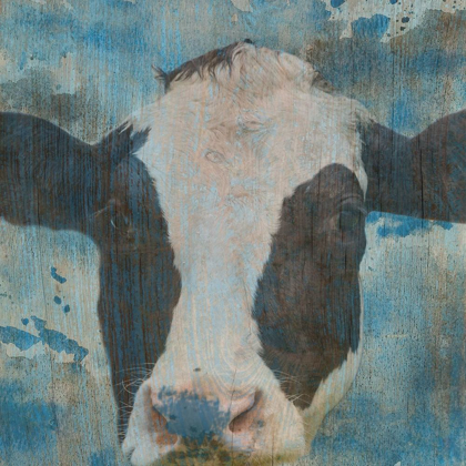 Picture of COW ON THE FARM