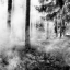 Picture of BLACK FOREST
