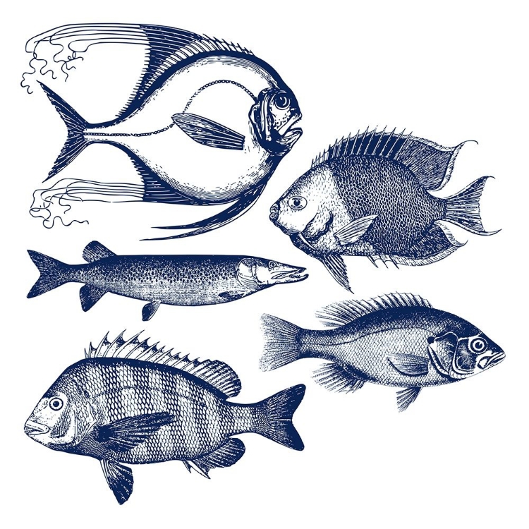 Picture of FISHES