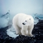 Picture of POLAR BEAR