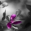 Picture of PURPLE RAIN