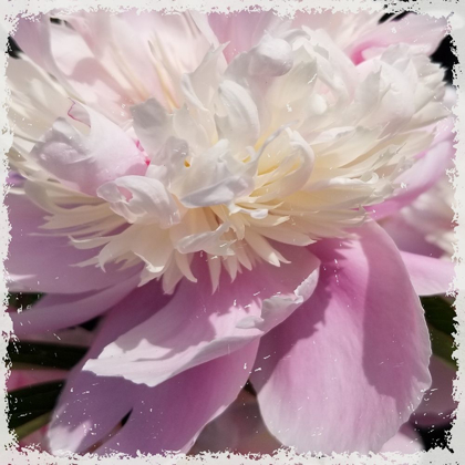 Picture of PINK PETALS