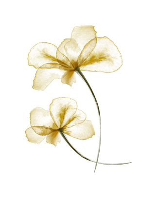 Picture of PRESSED FLOWERS