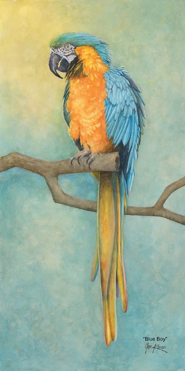 Picture of MACAW- BLUE BOY