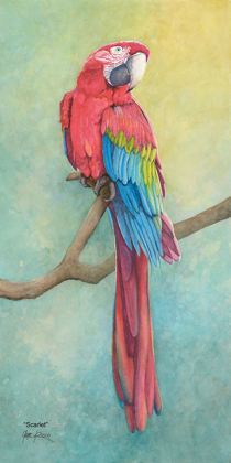 Picture of MACAW-SCARLET