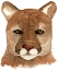 Picture of COUGAR