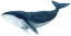 Picture of HUMPBACK WHALE - BLUE