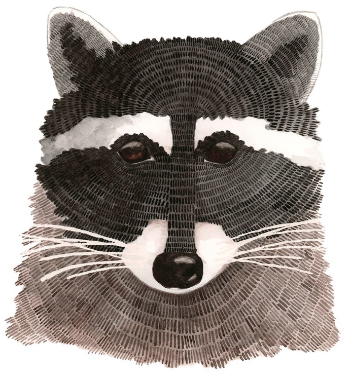 Picture of RACCOON