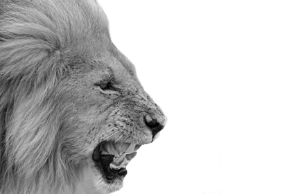 Picture of LION