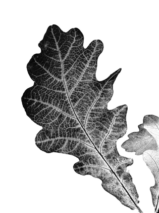 Picture of SHADED LEAF 2