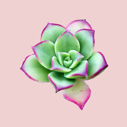 Picture of SUCCULENT