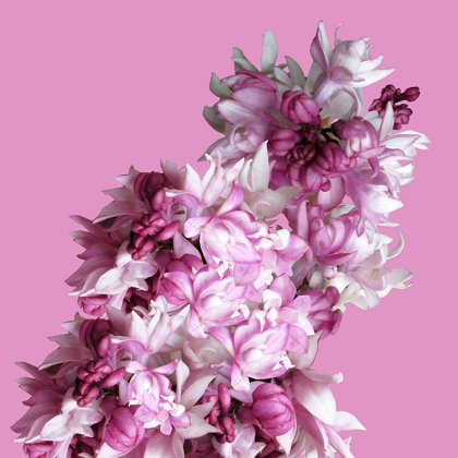 Picture of PINK FLOWERS