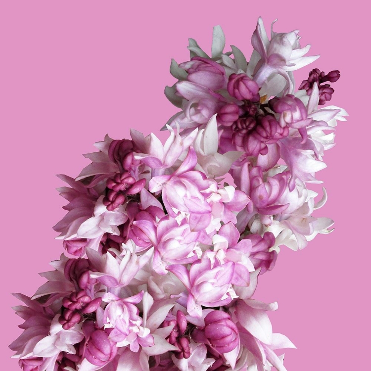 Picture of PINK FLOWERS