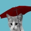 Picture of HOUSE CAT