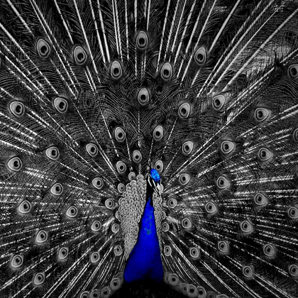 Picture of PEACOCK BLACK