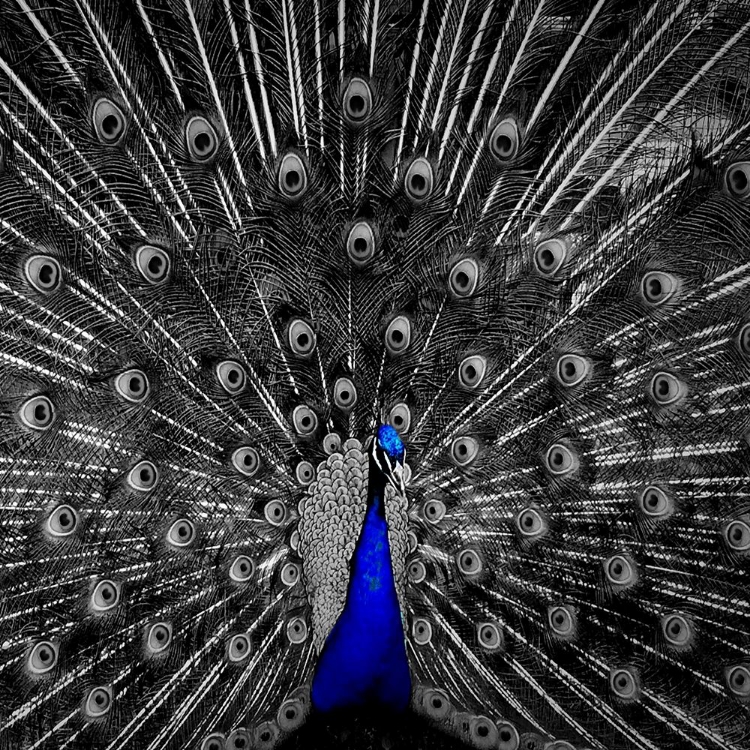 Picture of PEACOCK BLACK