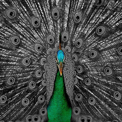 Picture of PEACOCK BLACK 2