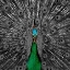 Picture of PEACOCK BLACK 2