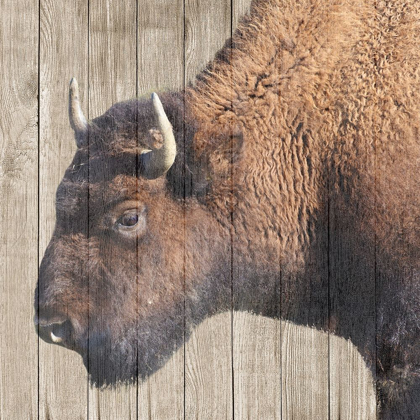 Picture of BUFFALO BISON