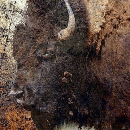 Picture of MR.BUFFALO