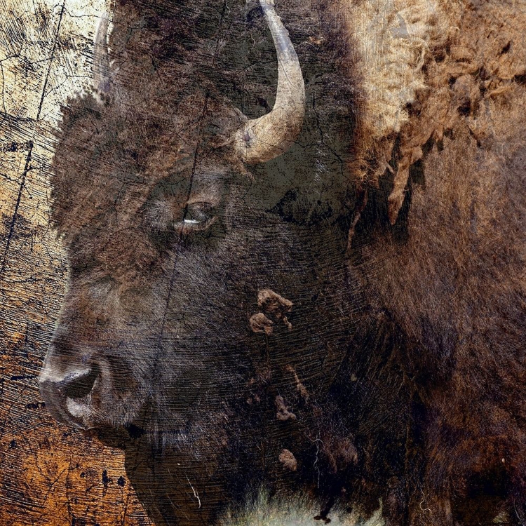 Picture of MR.BUFFALO