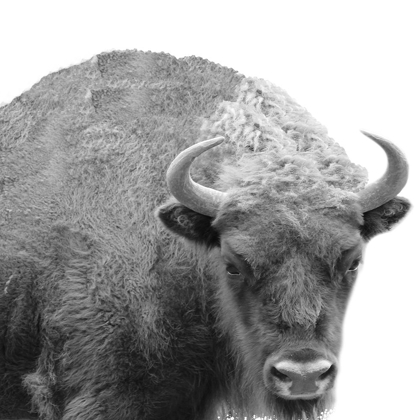 Picture of BW BISON