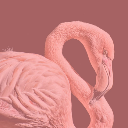 Picture of FLAMINGO