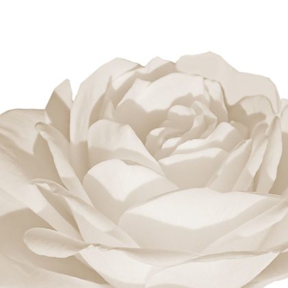 Picture of WHITE ROSE 1