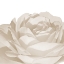 Picture of WHITE ROSE 1