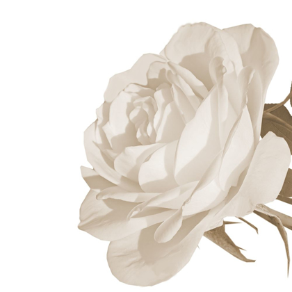 Picture of WHITE ROSE 2