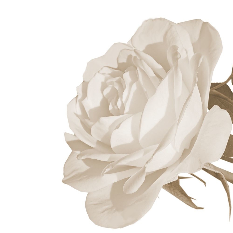 Picture of WHITE ROSE 2