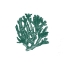 Picture of CORAL 1