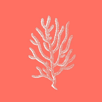 Picture of CORAL 2