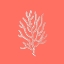 Picture of CORAL 2