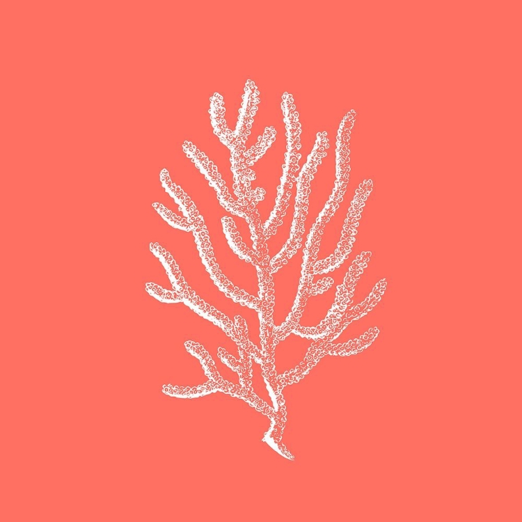 Picture of CORAL 2